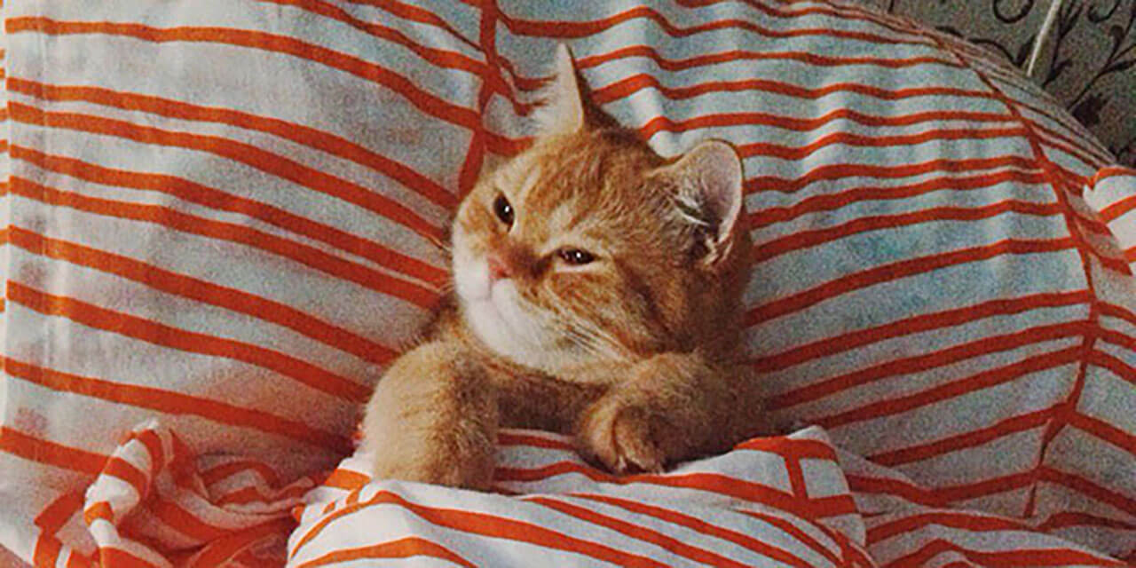 Kitty
