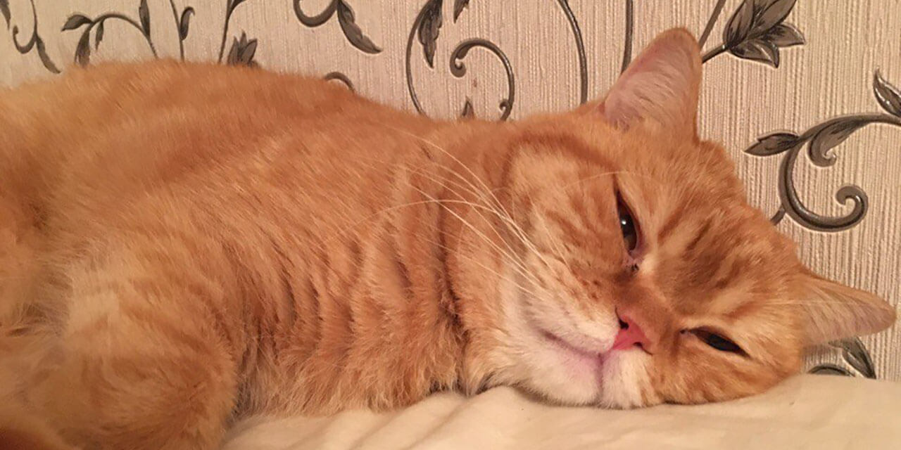 Sleepy cat