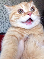 Surprised cat